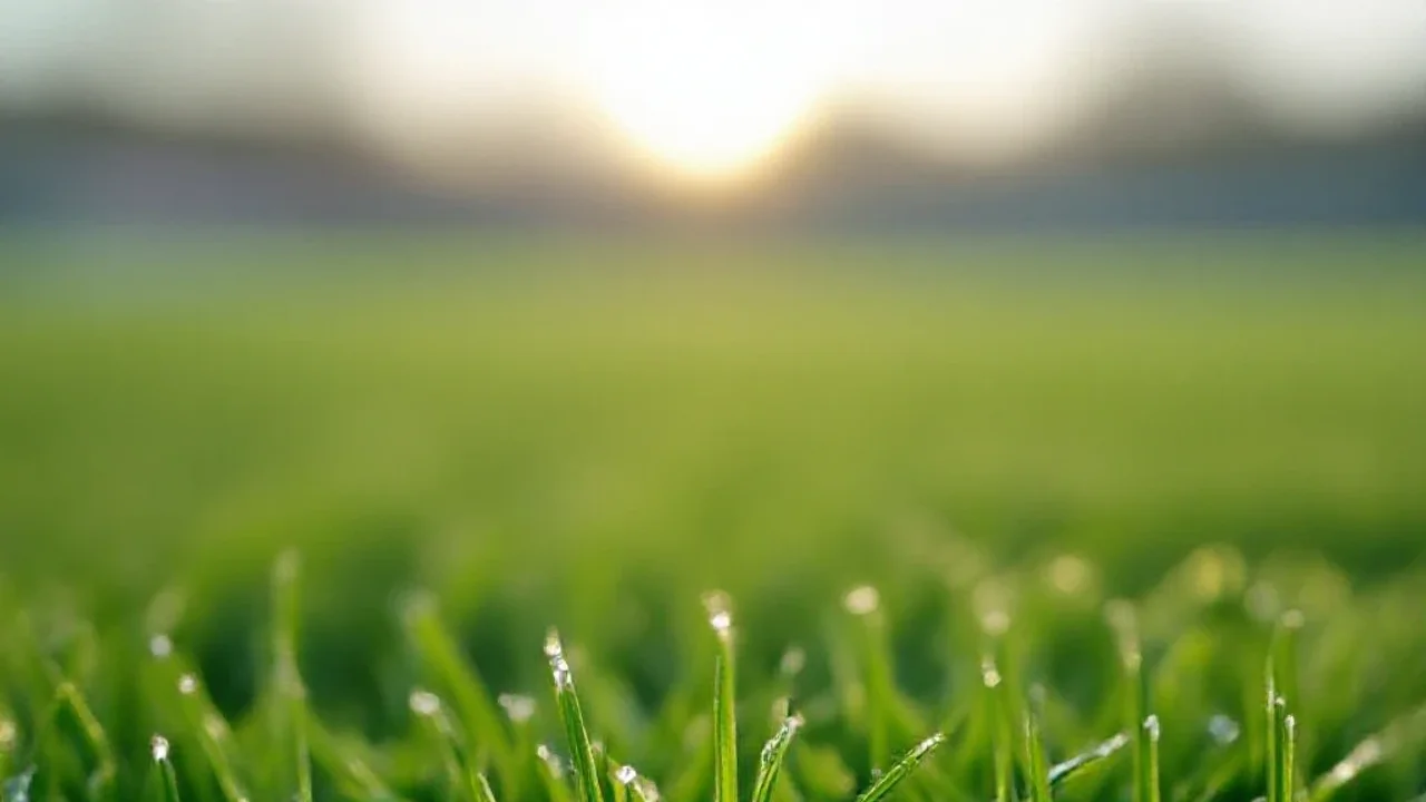 Herbe de Longchamp au petit matin